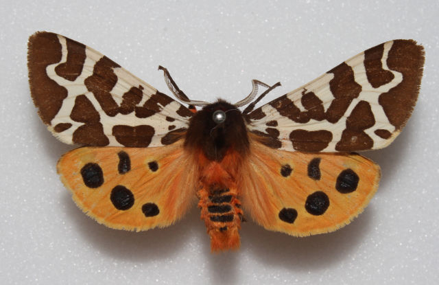 Garden tiger (british aberration) Internet Image property of respective owner, non-commercial use only